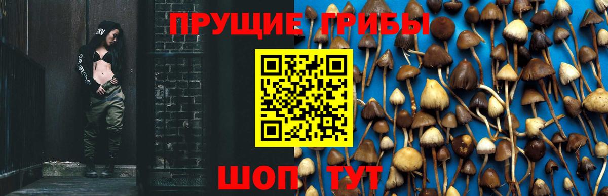 Псилоцибиновые грибы Psilocybine cubensis Симферополь